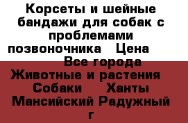Корсеты и шейные бандажи для собак с проблемами позвоночника › Цена ­ 2 500 - Все города Животные и растения » Собаки   . Ханты-Мансийский,Радужный г.